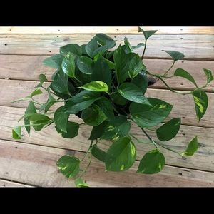 Meet your Posher, Hortencia